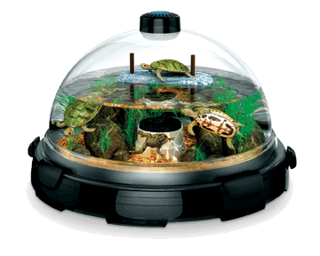 Memilih Mini Aquarium untuk Ikan Hias Kecil ac135369p1